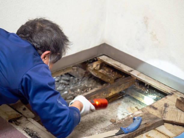 Best Home Mold Removal  in Yorkvle, IL