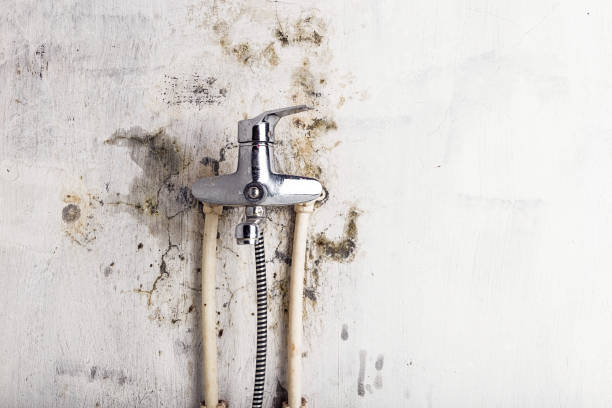 Best Black Mold Removal  in Yorkvle, IL