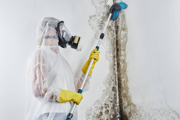 Best Attic Mold Removal  in Yorkvle, IL