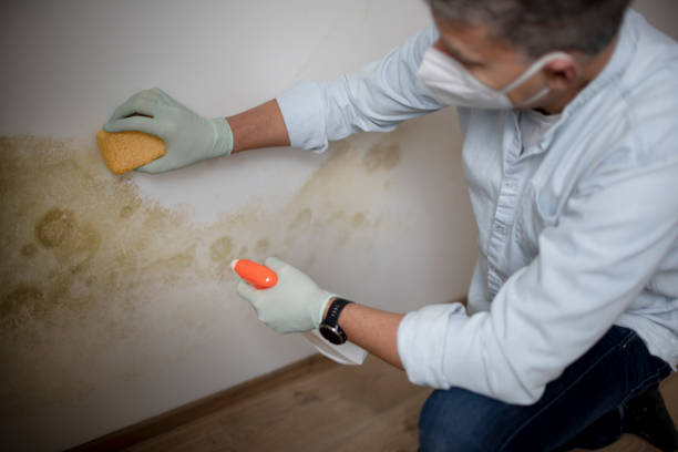 Best Affordable Mold Removal  in Yorkvle, IL