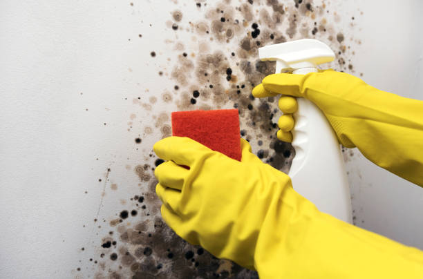 Best Fast Mold Removal  in Yorkvle, IL