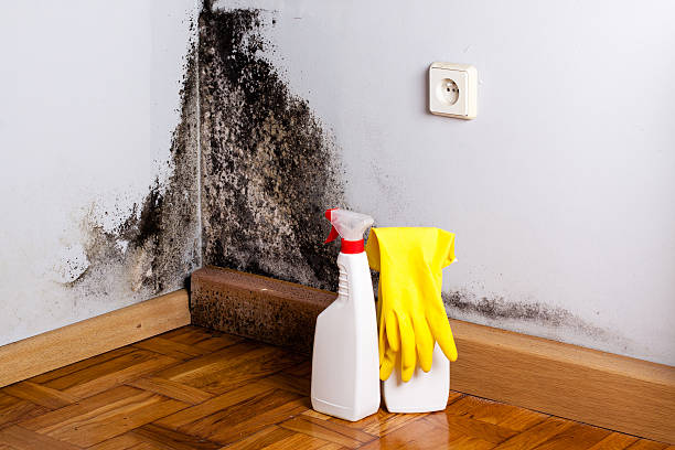 Best Local Mold Removal Service  in Yorkvle, IL
