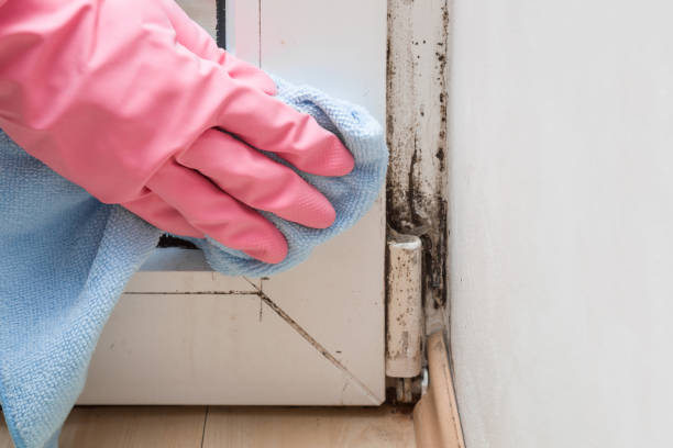 Best Mold Removal Near Me  in Yorkvle, IL
