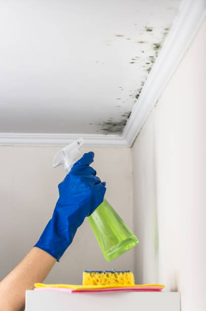 Best Certified Mold Removal  in Yorkvle, IL